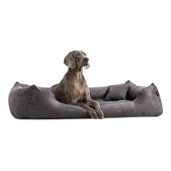 PLUTO SOFT - Orthopädisches Hundebett aus samtweichem Velours schwarz/ graphit 1,3 m, 25 cm, 1 m Ein brauner Hund sitzt bequem auf einem plüschigen schwarzen Haustierbett in einem modernen, hellen Raum mit weißen Wänden und dekorativen Elementen.