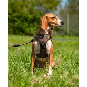 Ein brauner Hund mit einem Geschirr sitzt auf Gras und zeigt die verstellbaren Riemen des Geschirrs und das Logo "liont".
