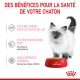 Un chaton duveteux à côté d'un bol rouge de nourriture pour chats Royal Canin, mettant en avant les bienfaits pour la santé : texture tendre, soutien immunitaire et développement cérébral.