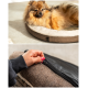 Ein flauschiger Pomeranian entspannt sich auf einem runden Hundebett mit weißem Innenraum, während eine Hand den strukturierten Bezug unten aufreißt.