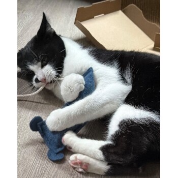 Schwarz-weiße Katze liegt auf dem Boden, beißt an einer Schnur und hält ein blaues Plüschspielzeug; im Hintergrund ist ein Karton sichtbar.