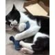 Schwarz-weiße Katze liegt auf dem Boden, beißt an einer Schnur und hält ein blaues Plüschspielzeug; im Hintergrund ist ein Karton sichtbar.