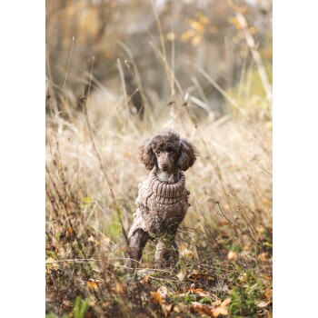 Ein kleiner Hund, der einen gemütlichen, gestrickten braunen Pullover trägt, steht auf einem grasbewachsenen Feld mit herbstlichem Laub im Hintergrund.