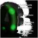 Grünes LED-Halsband für Haustiere mit drei funktionalen Einstellungen: Dauerlicht, normales Blinken und schnelles Blinken, angezeigt in deutschem Text.