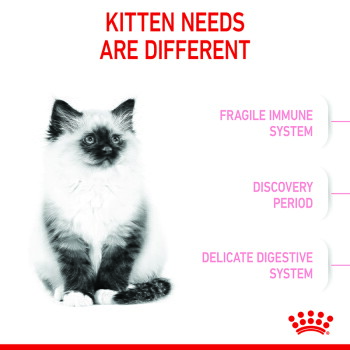 Fluffy kitten with headline KITTEN NEEDS ARE DIFFERENT and labels: Fragile immunity, Discovery period, Delicate digestion.