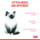 Fluffy kitten with headline KITTEN NEEDS ARE DIFFERENT and labels: Fragile immunity, Discovery period, Delicate digestion.