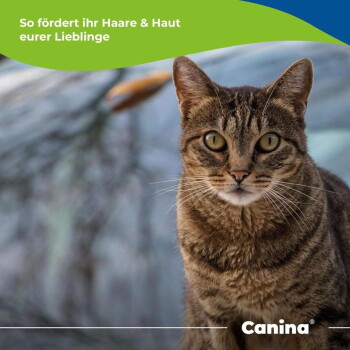 Nahaufnahme einer braunen getigerten Katze mit grünem Banner mit der Aufschrift „So fördert ihr Haare & Haut eurer Lieblinge“ und Canina-Logo.
