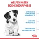 Ein neugieriger schwarz-weißer Welpe sitzt neben fettem roten Text: "Welpen haben eigene Bedürfnisse" und drei blauen Aufzählungspunkten zu Pflegetipps.