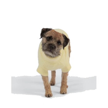 Brauner Hund in dunkelbraunem Sherpa-Fleece-Mantel mit Schnallenriemen, steht vor weißem Studiohintergrund.
