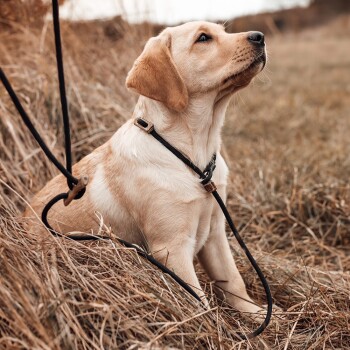 Gelber Labrador-Welpe mit schwarzem Geschirr und Leine, sitzt im trockenen Gras und schaut nach oben