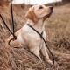 Gelber Labrador-Welpe mit schwarzem Geschirr und Leine, sitzt im trockenen Gras und schaut nach oben