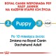 Karma dla psów Royal Canin dla jamników, wskazująca etapy: "Szczeniak" dla 2 miesięcy i "Dorosły" dla 10 miesięcy, z notatką o przejściu.