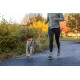 Eine Frau joggt auf einem Weg mit einem Hund, der ein blaues Geschirr trägt, umgeben von buntem Herbstlaub.