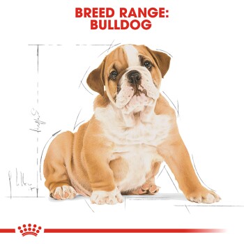 Illustration of a Bulldog puppy with a sketch outline, labeled "BREED RANGE: BULLDOG" in bold red text at the top.