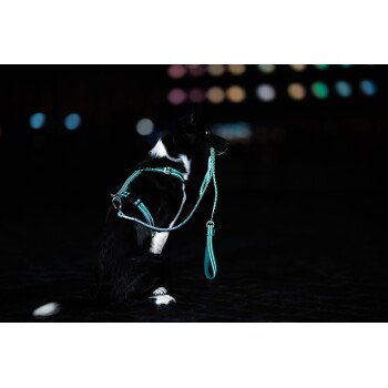 Ein schwarz-weißer Hund mit einem türkisfarbenen Geschirr und einer Leine sitzt vor einem dunklen Hintergrund, mit bunten Bokeh-Lichtern in der Ferne.
