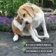 Ein Beagle kratzt sich am Ohr auf einem Steinweg zwischen lila Blumen, mit dem Text: "Bei Floh & Parasitenbefall" und "Zur Diagnose & Beseitigung."