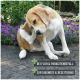 Ein Beagle kratzt sich am Ohr auf einem Steinweg zwischen lila Blumen, mit dem Text: "Bei Floh & Parasitenbefall" und "Zur Diagnose & Beseitigung."