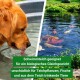 Ein Golden Retriever trinkt aus einem Pool, während Koi-Fische in der Nähe schwimmen. Text: "Schwimmteich für ökologisches Gleichgewicht, sicher für Pflanzen und Tiere."