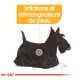 Illustration d'un terrier écossais noir avec une zone mise en avant, accompagnée du texte "Irritations et démangeaisons de peau" en orange.
