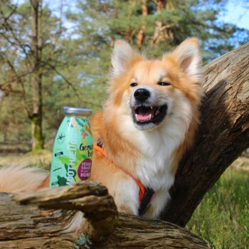 Ein glücklicher Corgi sitzt auf einem Baumstamm in einem Wald, neben einer grünen Dose mit der Aufschrift "Smoothie Dog", die "Gemüse-Snacks für Hunde" zeigt.
