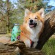 Ein glücklicher Corgi sitzt auf einem Baumstamm in einem Wald, neben einer grünen Dose mit der Aufschrift "Smoothie Dog", die "Gemüse-Snacks für Hunde" zeigt.