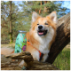 Ein glücklicher Corgi sitzt auf einem Baumstamm in einem Wald, neben einer grünen Dose mit der Aufschrift "Smoothie Dog", die "Gemüse-Snacks für Hunde" zeigt.