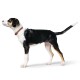 Dreifarbiger (schwarz, weiß und lohfarben) Hund mit braunem Halsband, seitlich stehend vor weißem Hintergrund