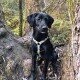 Schwarzer Labrador-Mix Hund trägt ein buntes Geschirr und sitzt zwischen Baumstämmen in einem Wald.