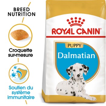 Dalmatian Puppy 12 kg