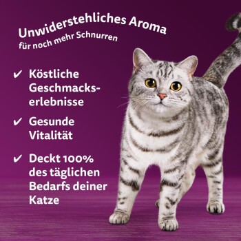 Eine silberne getigerte Katze auf Holz mit einem lila Hintergrund. Der Text enthält "Unwiderstehliches Aroma," "Köstliche Geschmackserlebnisse," und mehr.