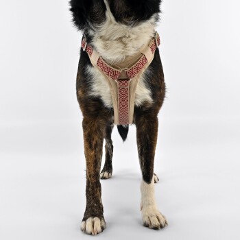 Eine Nahaufnahme der Vorderbeine eines Hundes, der ein beiges Geschirr mit einem roten geometrischen Muster trägt, vor einem weißen Hintergrund.