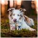 Zwei Dosen "DOG'S LOVE" Haustierfutter mit Bildern eines braunen und weißen Hundes sowie eines schwarzen Hundes, die auf moosigem Boden ruhen.