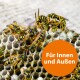 Wespenschaum 300ml
