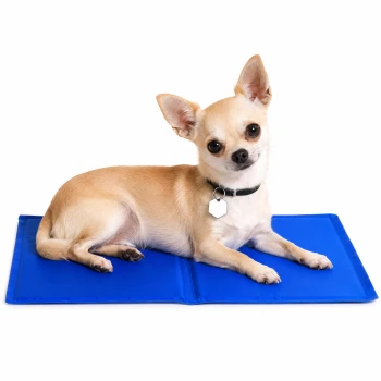 Ein kleiner brauner Chihuahua mit einem rosa Halsband und Anhänger liegt bequem auf einer hellblauen Tiermatte.