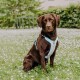 Ein brauner Labrador Retriever sitzt auf einer Wiese, die mit weißen Blumen übersät ist, und trägt ein hellblaues Geschirr mit dekorativer Naht.