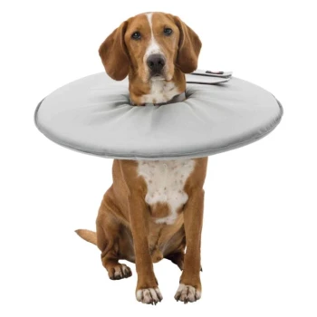 Ein Hund trägt einen weichen, grauen aufblasbaren Kragen und sitzt ruhig, entworfen, um zu verhindern, dass er seine Wunden leckt oder beißt.