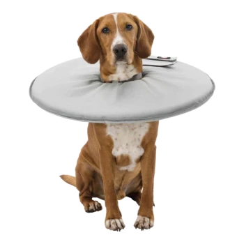 Ein Hund trägt einen weichen, grauen aufblasbaren Kragen und sitzt ruhig, entworfen, um zu verhindern, dass er seine Wunden leckt oder beißt.