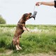 Ein verspielter Hund springt, um ein graues Plüschspielzeug zu greifen, das von einer Person auf einem grasbewachsenen Feld gehalten wird, und zeigt einen aktiven und fröhlichen Moment.