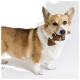 A cute Corgi standing on a white background, showcasing its fluffy coat with tan and white markings.