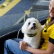 Ein lächelnder weißer Hund mit lockigem Fell sitzt auf dem Schoß einer Frau in einem Stadion und trägt ein Halsband mit der Aufschrift 'EIN STARKES TEAM.' Die Frau trägt ein gelbes Shirt.
