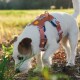 Geschirr Alpha 360 Golden Hour Mix L
