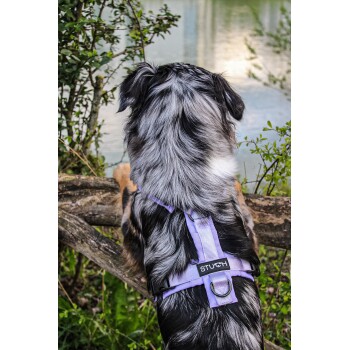 Ein braun-weißer Hund trägt ein graues Geschirr und eine Leine und schaut aufmerksam in einer natürlichen Umgebung mit verschwommenem Laub.