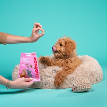Un chien brun duveteux est assis sur un lit confortable, se léchant les lèvres alors qu'une main lui offre une friandise. Un paquet rose étiqueté 'edgard cooper bonbons' est visible.