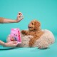 Un chien brun duveteux est assis sur un lit confortable, se léchant les lèvres alors qu'une main lui offre une friandise. Un paquet rose étiqueté 'edgard cooper bonbons' est visible.