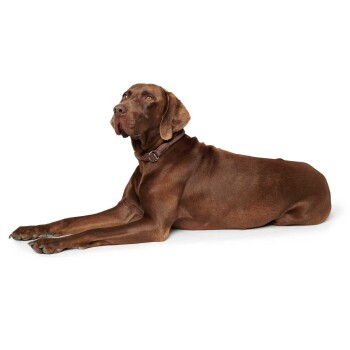 Ein entspannter brauner Hund liegt auf der Seite, schaut mit einem sanften Ausdruck nach oben und trägt ein braunes Halsband.