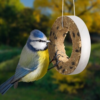 Blaumeise sitzt auf einem hängenden runden Samen- und Beeren-Futterspender vor unscharfem Außenhintergrund.