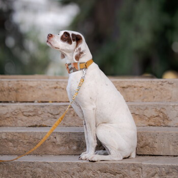 Weißer Hund mit braunem Augenfleck sitzt auf Steinstufen, trägt ein gelb gemustertes Halsband und passende Leine, blickt nach oben.
