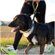 Schwarz-weißer Hund in einem schwarzen Geschirr an einer Leine, geführt von einer Person in Puma-Leggings und Nike-Schuhen.