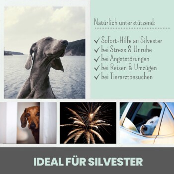 Bild eines grauen Hundes am Wasser, das ein Haustierprodukt für Stress, Reisen und Tierarztbesuche bewirbt, beschriftet mit "IDEAL FÜR SILVESTER."