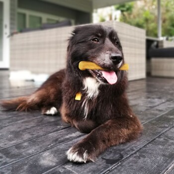Schwarz-weißer Hund liegt auf Holzboden mit einem gelben Kauknochen im Maul, Zunge herausgestreckt.